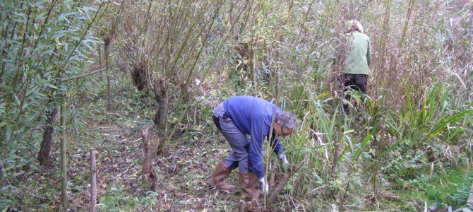 Groot onderhoud in de Natuurtuin op 8, 11 en 26 februari.