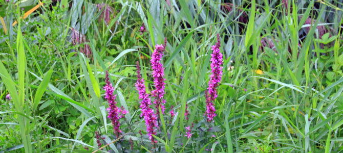 Zondag 23 augustus: Rondleiding met gids in de Natuurtuin