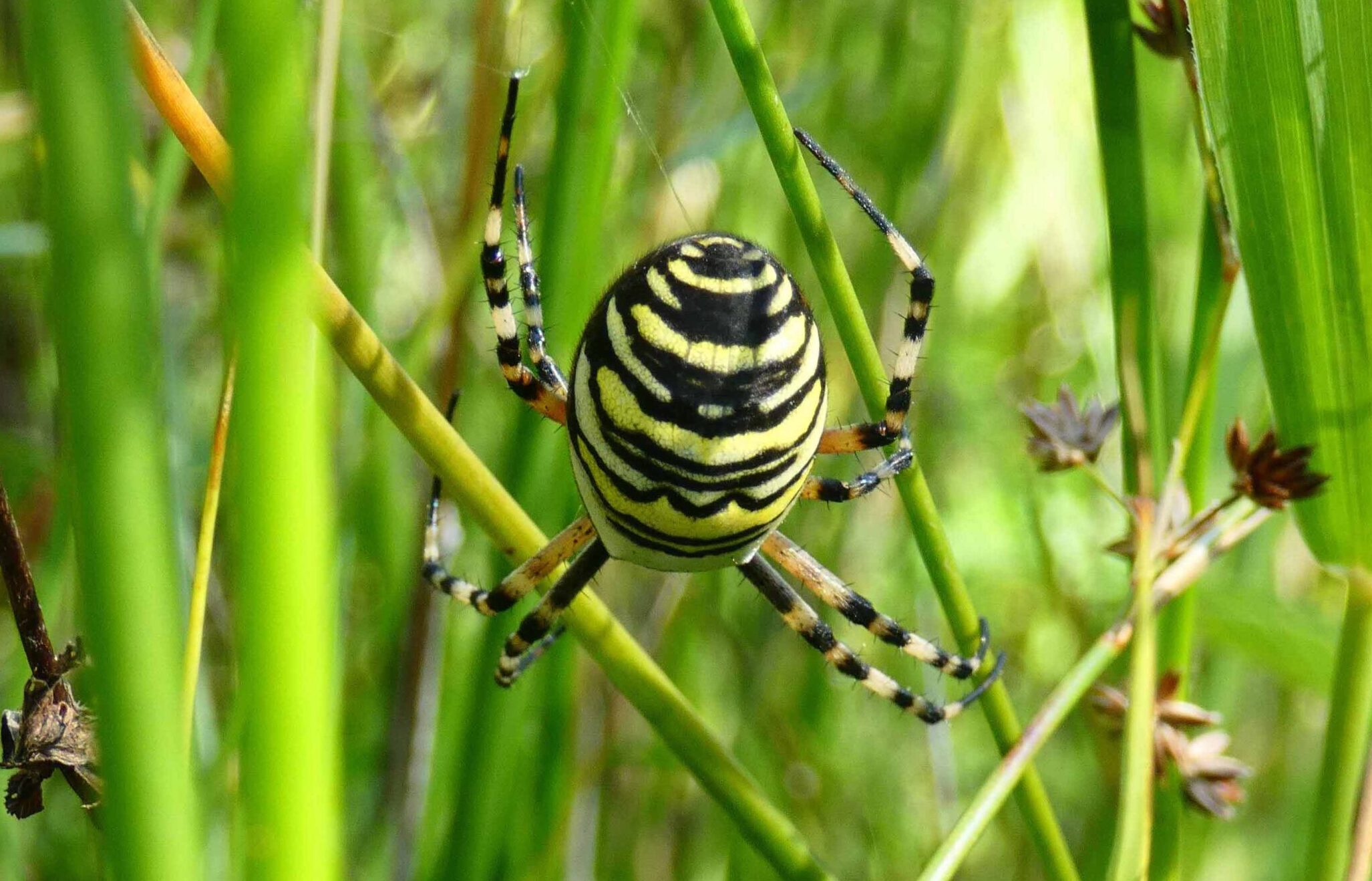 RONDWANDELING NATUURTUIN OP ZONDAG 25 augustus 2024