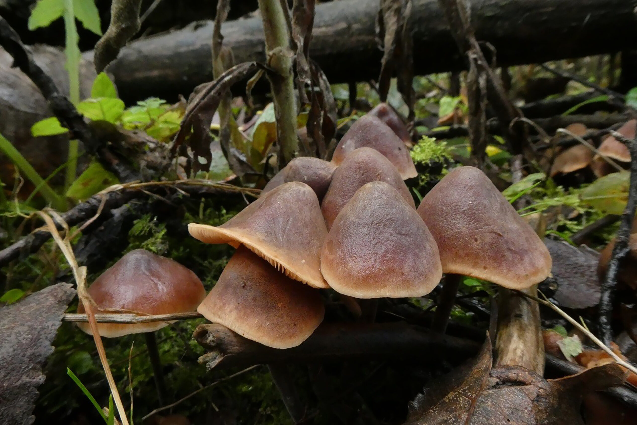 RONDWANDELING NATUURTUIN OP ZONDAG 27 OKTOBER 2024